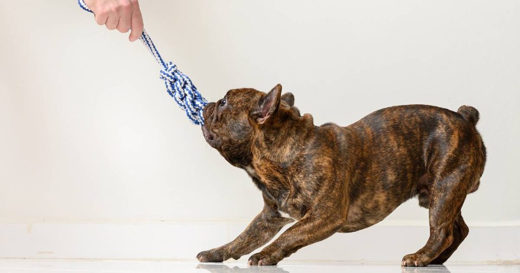 The Best Super Chewer Dog Toy for Small Dogs