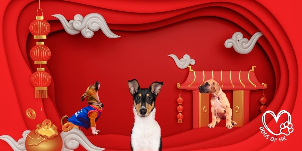 cny chinese new year dog accessories